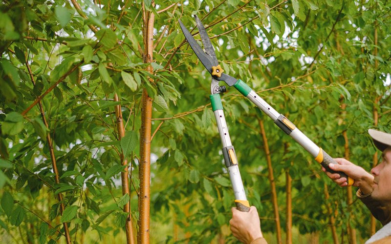 Tree trimming in Weirton, WV